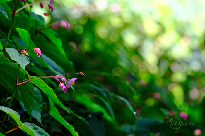 シグマ SIGMA 100-400mm F5-6.3 DG DN OS | Contemporary 富士